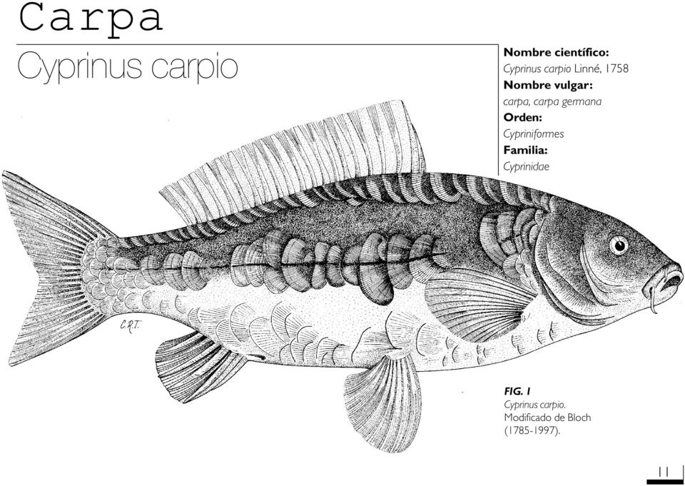 germana Orden: Cypriniformes Familia: Cyprinidae