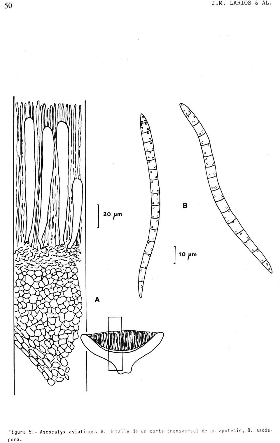 Ascocalyx asiaticus. A.