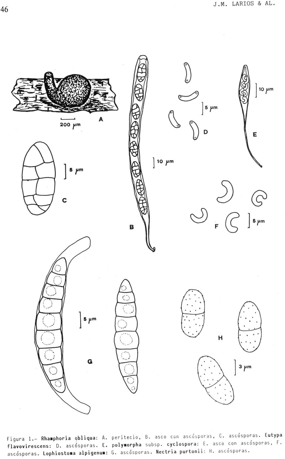 Eutypa flavovirescens: D. asccisporas. E. polymorpha subsp. cyclospora: E.