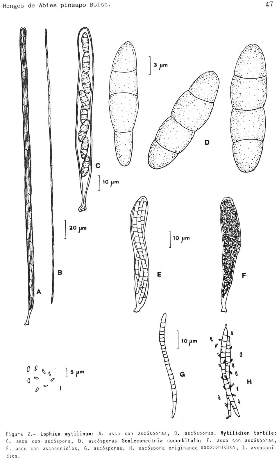 asco con ascósporas, B. ascósporas. Mytilidion tortile: C. asco con ascóspora, D.