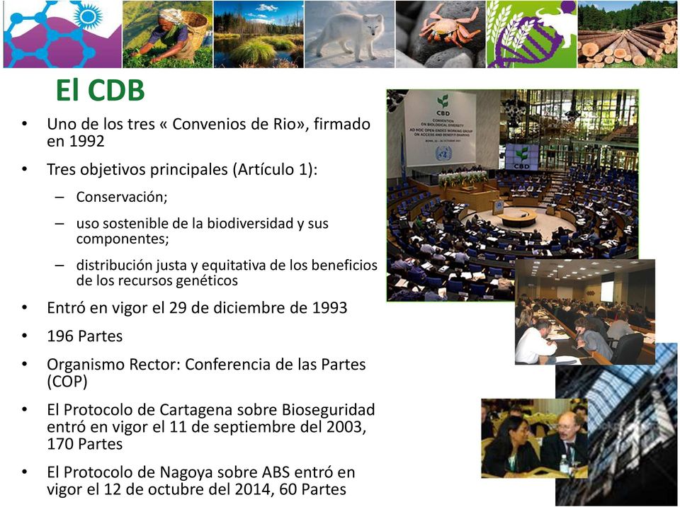 de diciembre de 1993 196 Partes Organismo Rector: Conferencia de las Partes (COP) El Protocolo de Cartagena sobre Bioseguridad entró