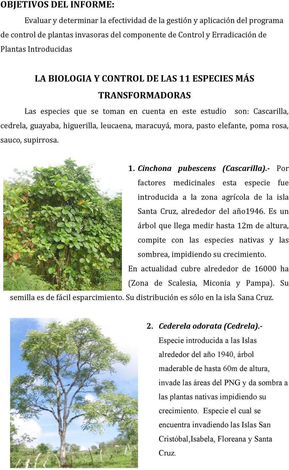 poma rosa, sauco, supirrosa. 1. Cinchona pubescens (Cascarilla).- Por factores medicinales esta especie fue introducida a la zona agrícola de la isla Santa Cruz, alrededor del año1946.