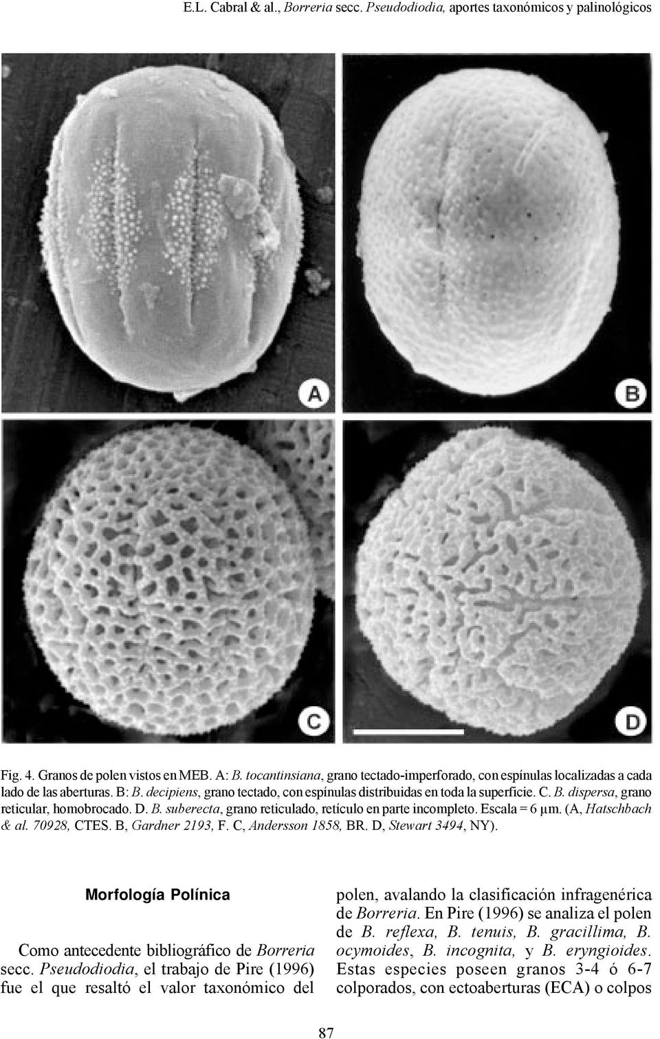 D. B. suberecta, grano reticulado, retículo en parte incompleto. Escala = 6 µm. (A, Hatschbach & al. 70928, CTES. B, Gardner 2193, F. C, Andersson 1858, BR. D, Stewart 3494, NY).
