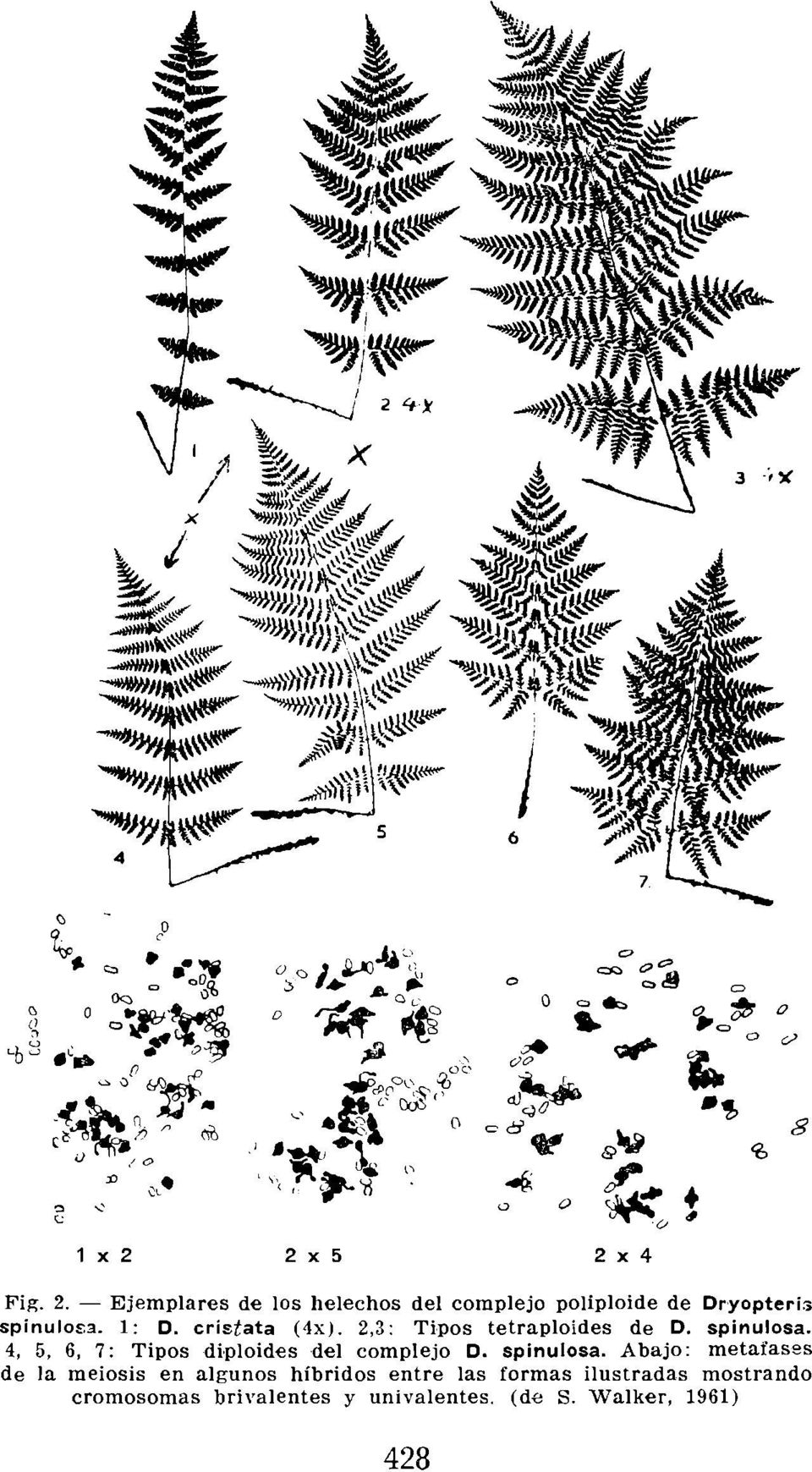4, 5, 6, 7: Tipos diploides del complejo D. spinulosa.