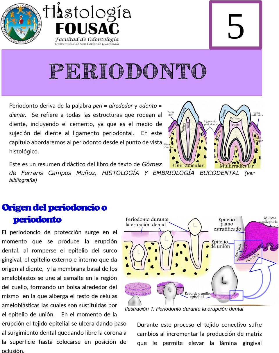 En este capítulo abordaremos al periodonto desde el punto de vista histológico.