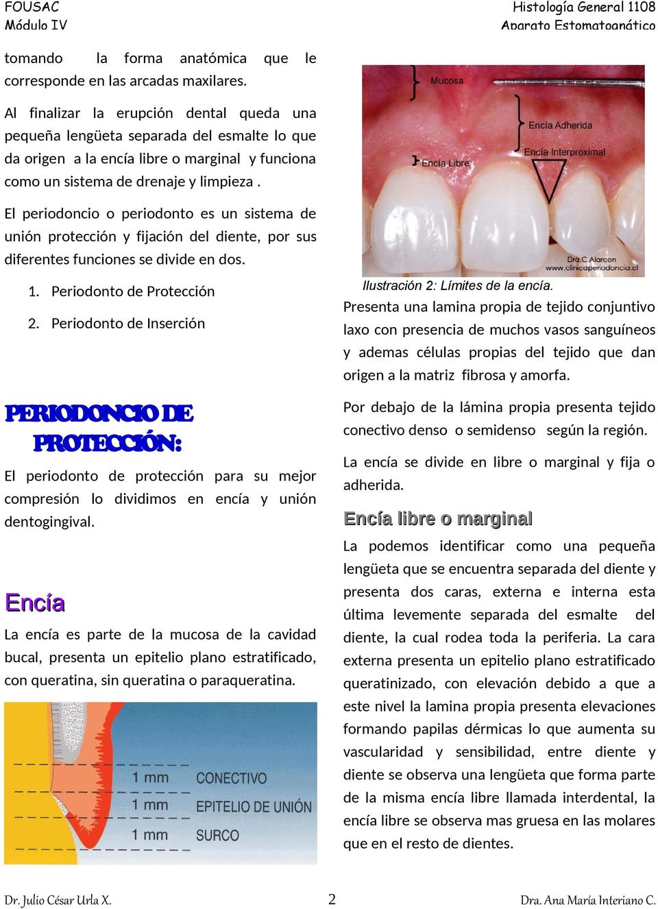 El periodoncio o periodonto es un sistema de unión protección y fijación del diente, por sus diferentes funciones se divide en dos. 1. Periodonto de Protección 2.