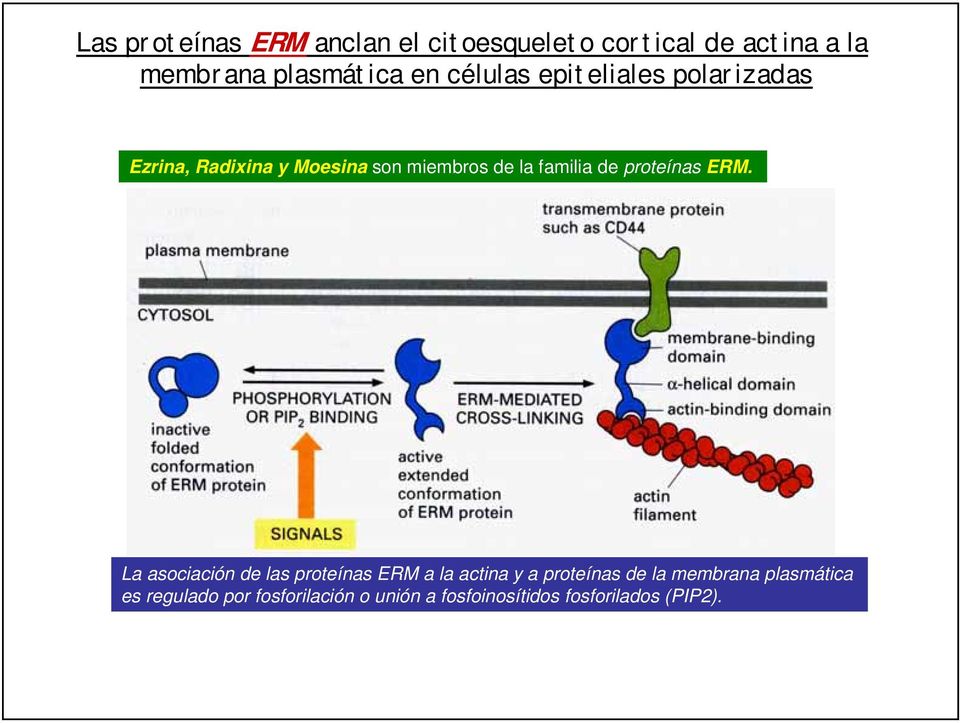 proteínas ERM.