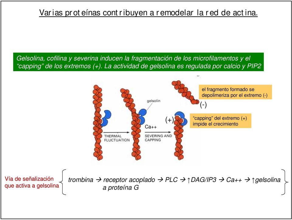La actividad de gelsolina es regulada por calcio y PIP2 el fragmento formado se depolimeriza por el extremo (-) (-)