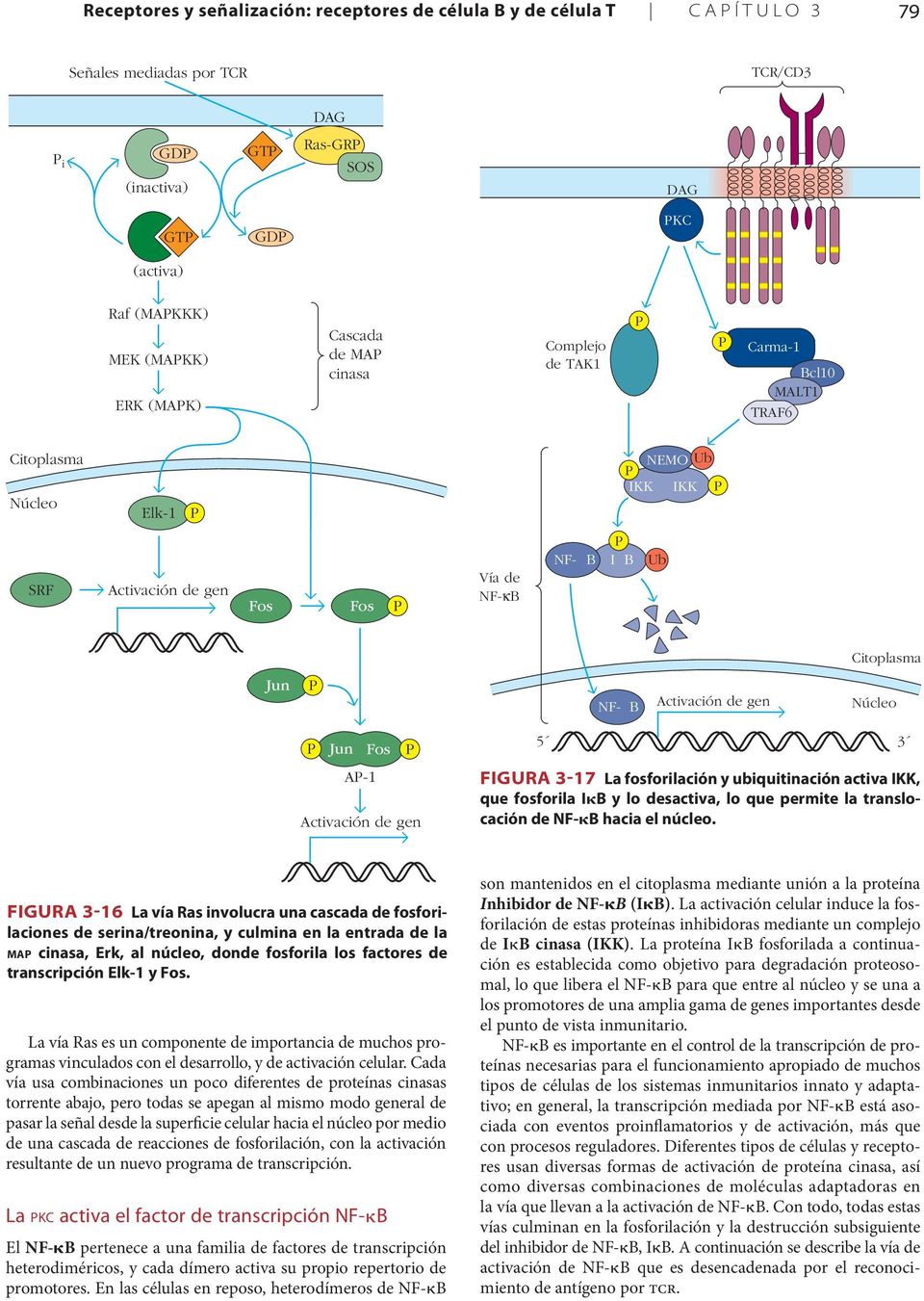 Jun Fos A-1 Activación de gen 5 3 FigurA 3-17 La fosforilación y ubiquitinación activa IKK, que fosforila IκB y lo desactiva, lo que permite la translocación de NF-κB hacia el núcleo.