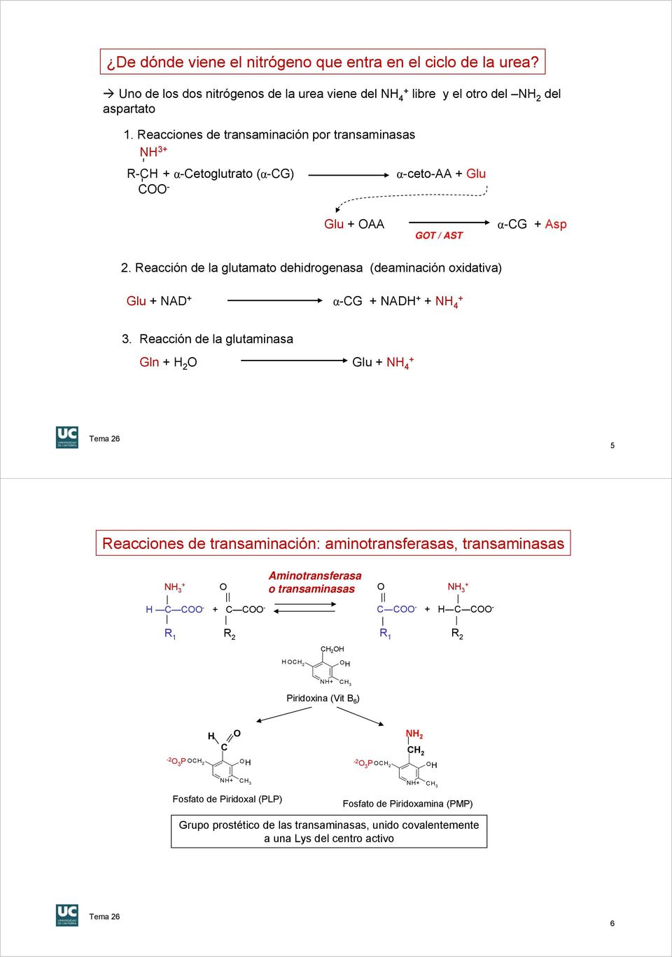 Reacción de la glutamato dehidrogenasa (deaminación oxidativa) Glu NAD αg NADH 3.