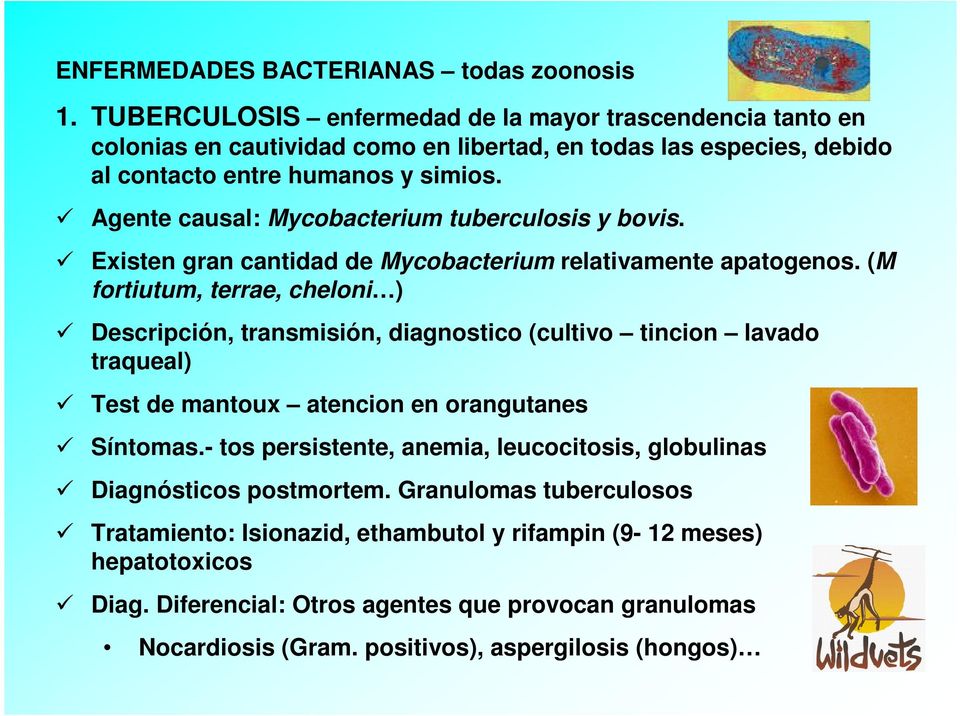Agente causal: Mycobacterium tuberculosis y bovis. Existen gran cantidad de Mycobacterium relativamente apatogenos.