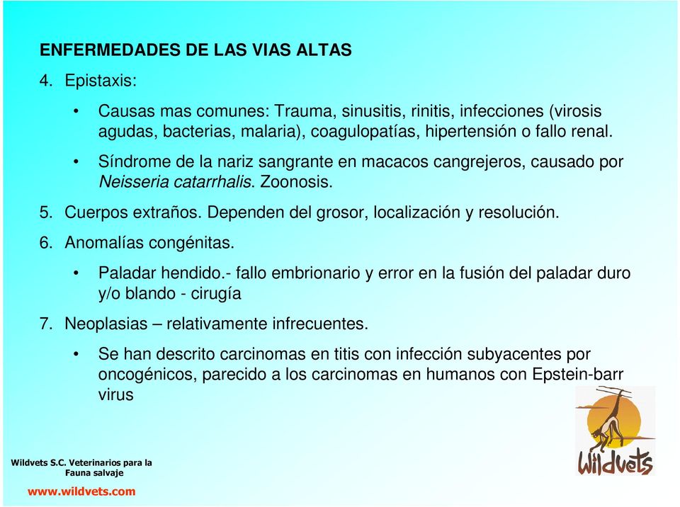 Síndrome de la nariz sangrante en macacos cangrejeros, causado por Neisseria catarrhalis. Zoonosis. 5. Cuerpos extraños.