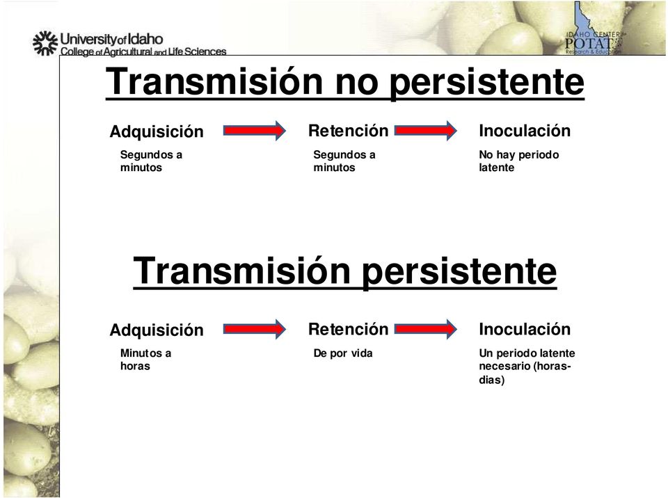 Transmisión persistente Adquisición Retención Inoculación