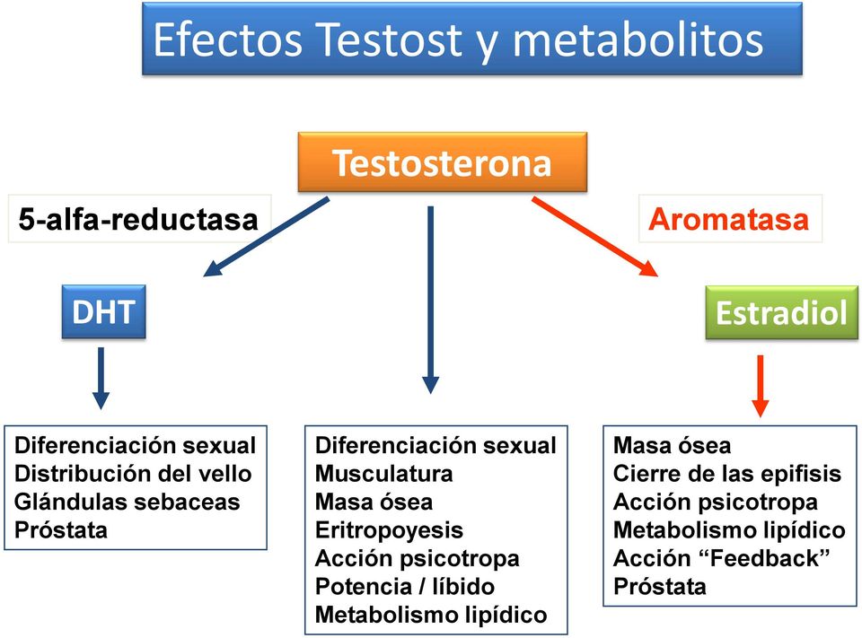 sexual Musculatura Masa ósea Eritropoyesis Acción psicotropa Potencia / líbido Metabolismo