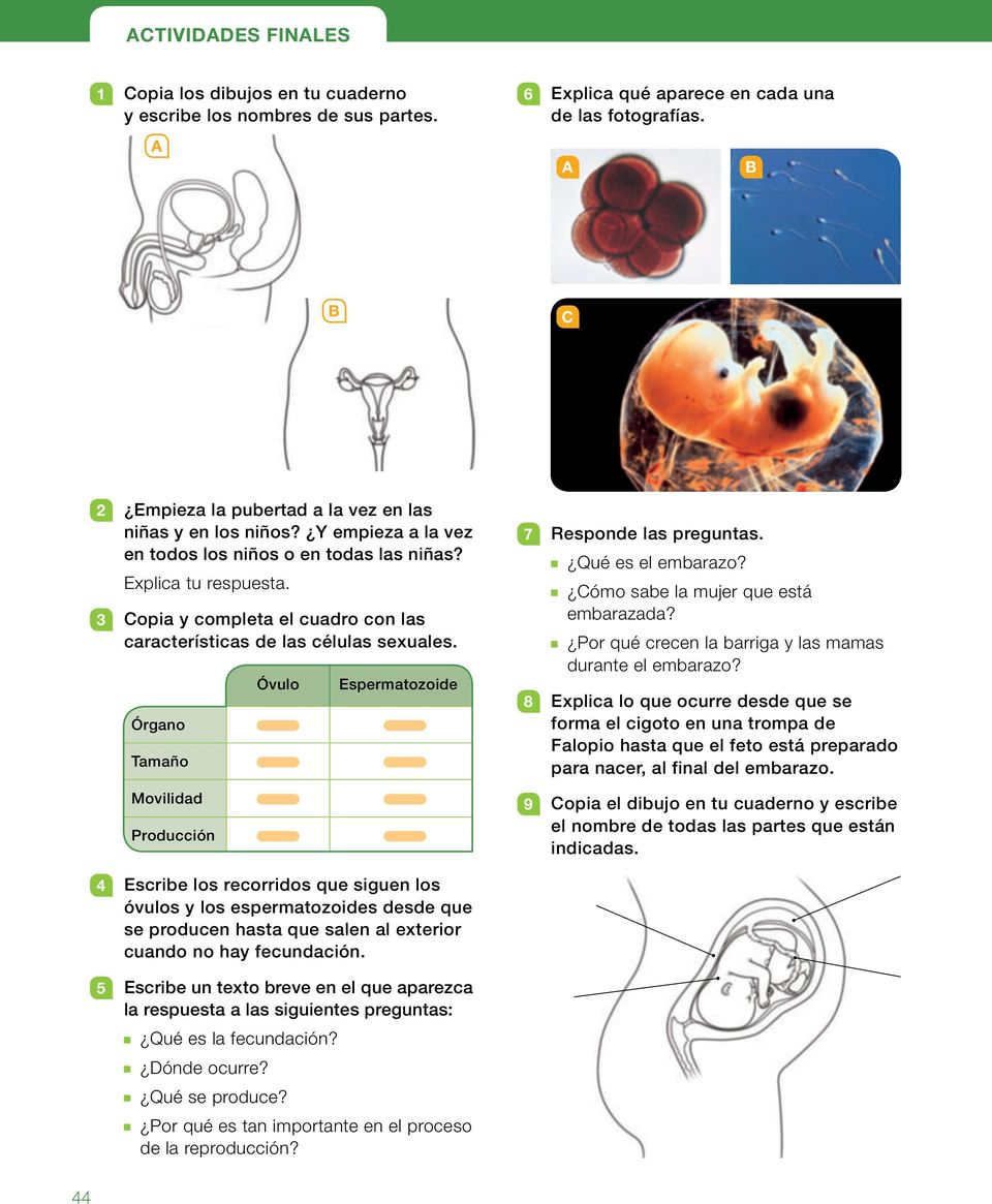 3 Copia y completa el cuadro con las características de las células sexuales. Órgano Tamaño Movilidad Producción Óvulo Espermatozoide 7 Responde las preguntas. Qué es el embarazo?