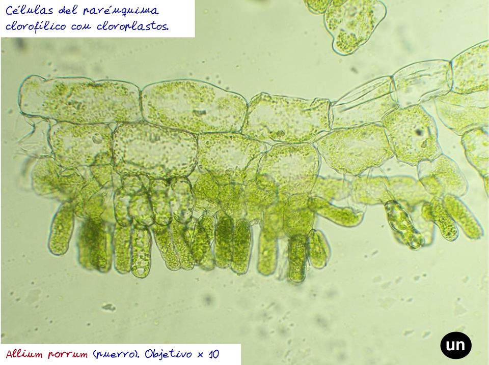 cloroplastos.