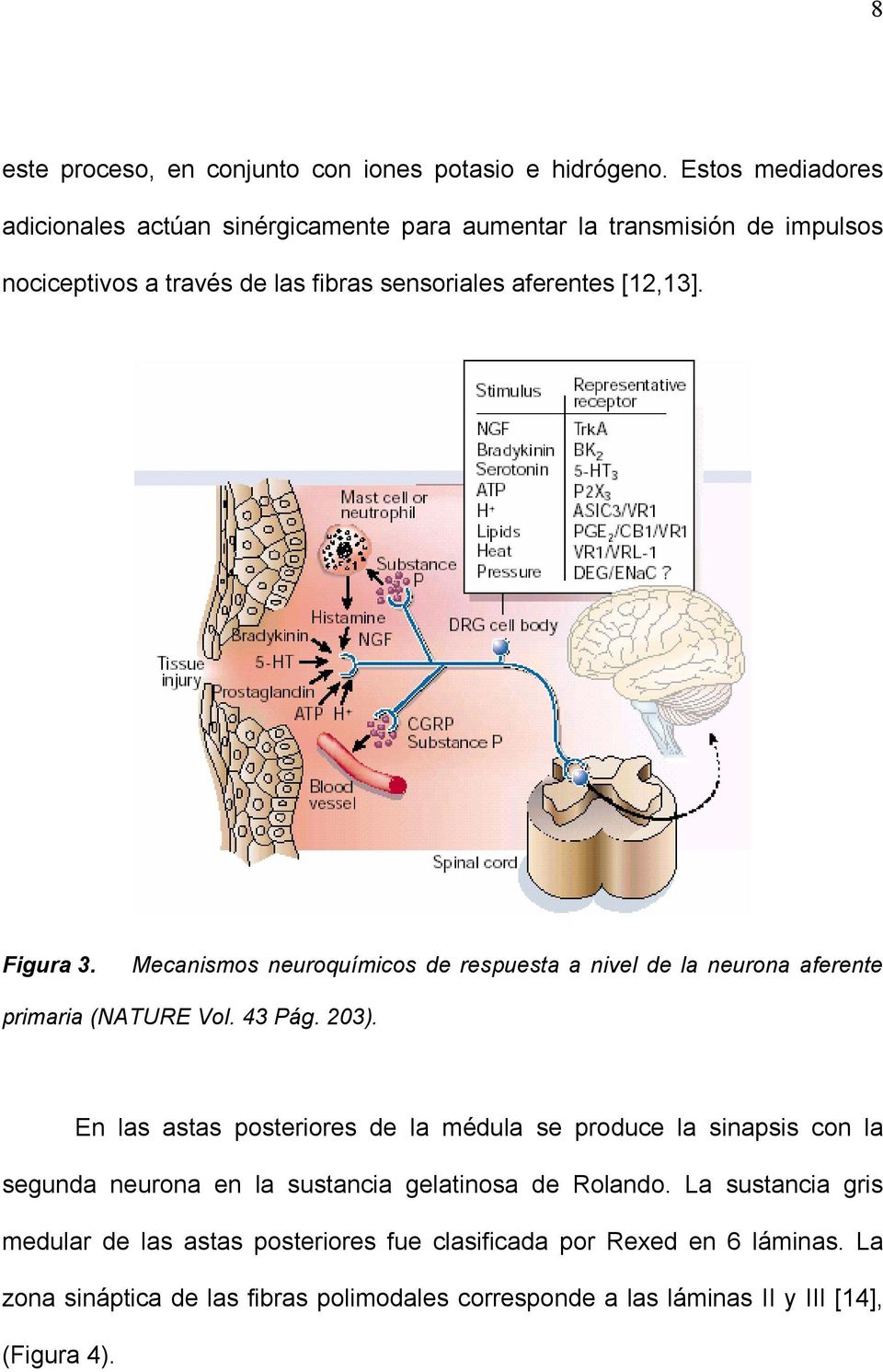 Figura 3. Mecanismos neuroquímicos de respuesta a nivel de la neurona aferente primaria (NATURE Vol. 43 Pág. 203).