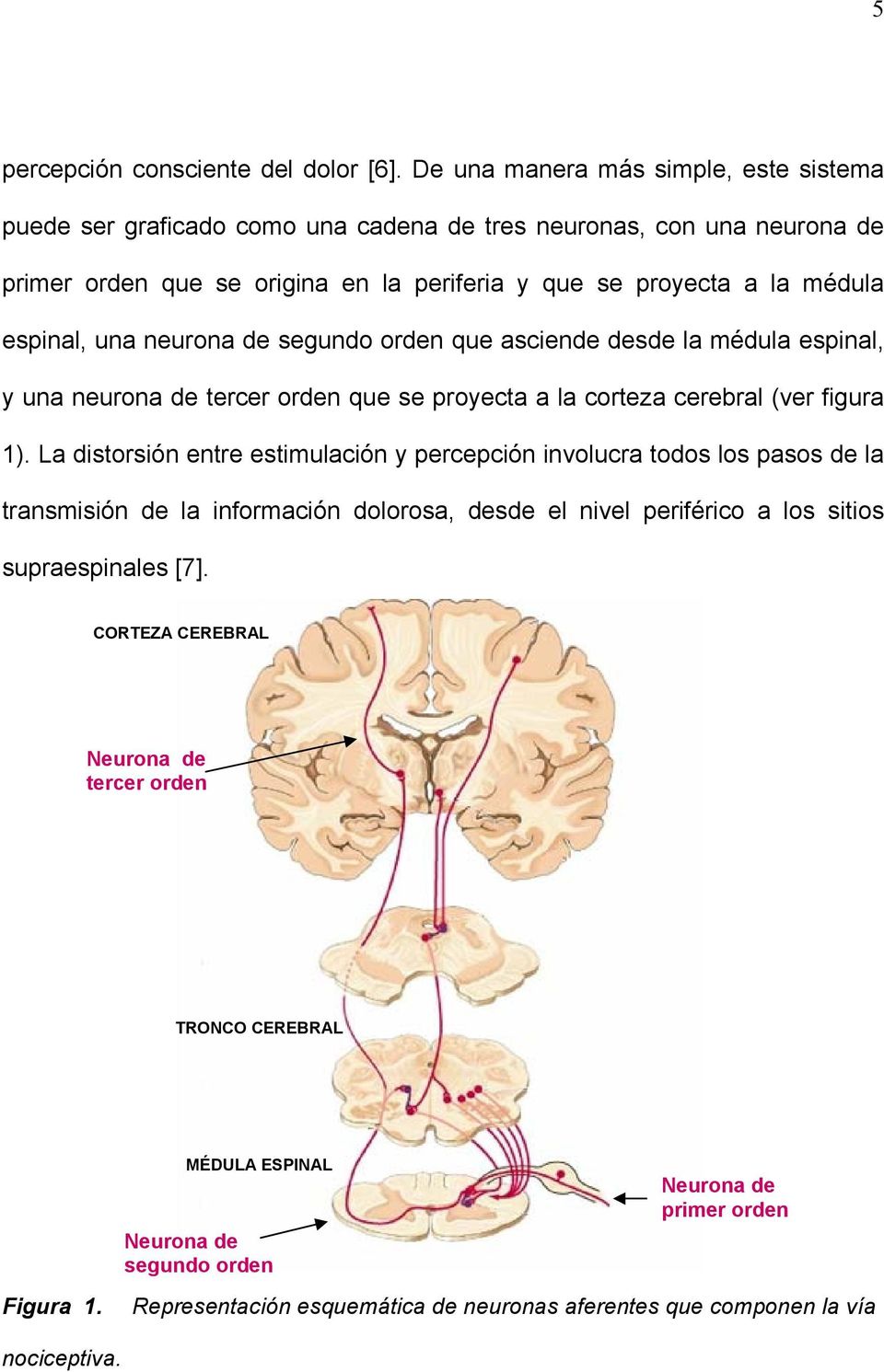 espinal, una neurona de segundo orden que asciende desde la médula espinal, y una neurona de tercer orden que se proyecta a la corteza cerebral (ver figura 1).