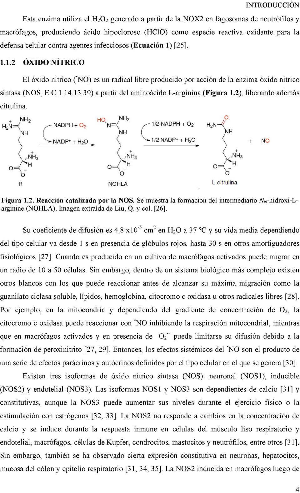 39) a partir del aminoácido L-arginina (Figura 1.2), liberando además citrulina. Figura 1.2. Reacción catalizada por la NOS. Se muestra la formación del intermediario Nω-hidroxi-Larginine (NOHLA).