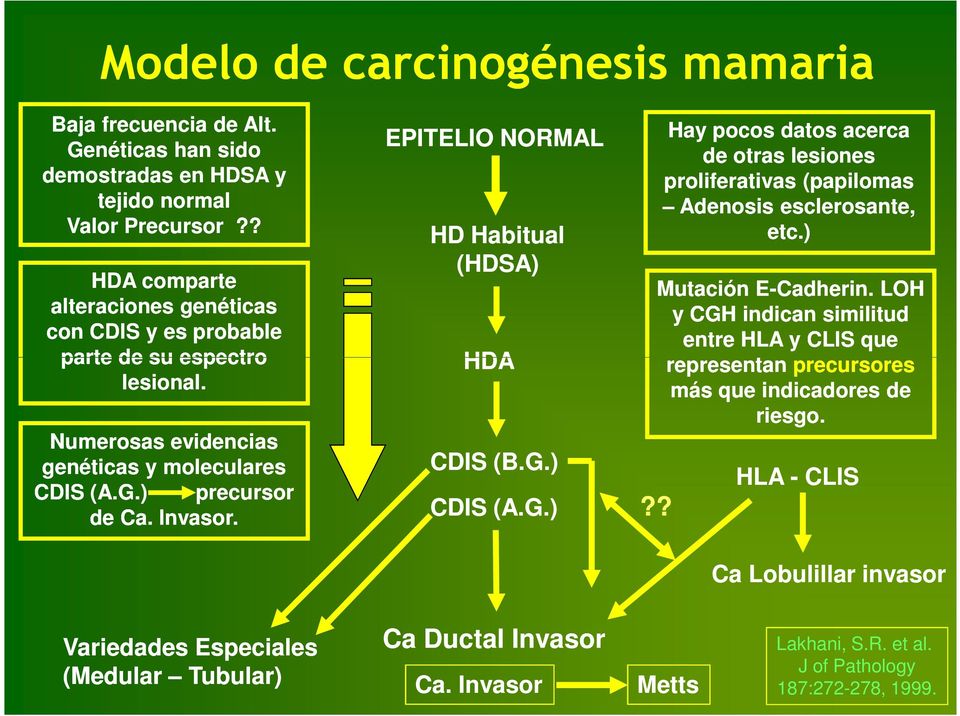 EPITELIO NORMAL HD Habitual (HDSA) HDA CDIS (B.G.) CDIS (A.G.) Hay pocos datos acerca de otras lesiones proliferativas (papilomas Adenosis esclerosante, etc.) Mutación E-Cadherin.