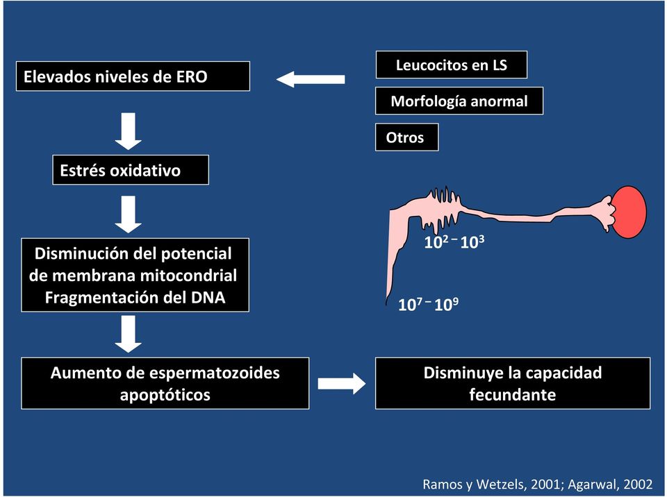 Fragmentación del DNA 10 2 10 3 10 7 10 9 Aumento de espermatozoides