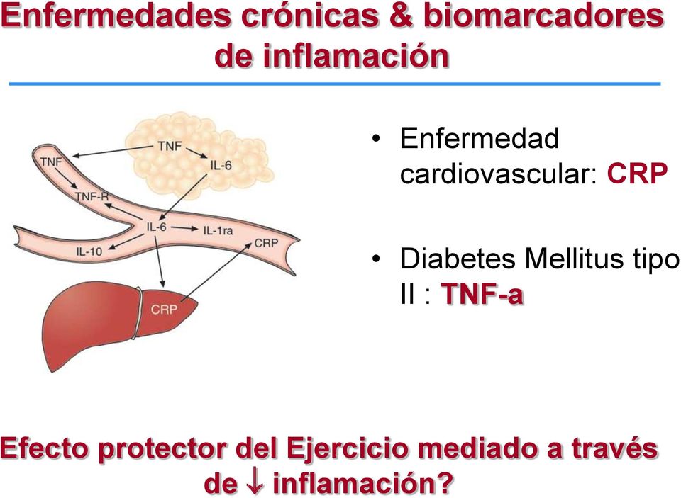 Diabetes Mellitus tipo II : TNF-a Efecto