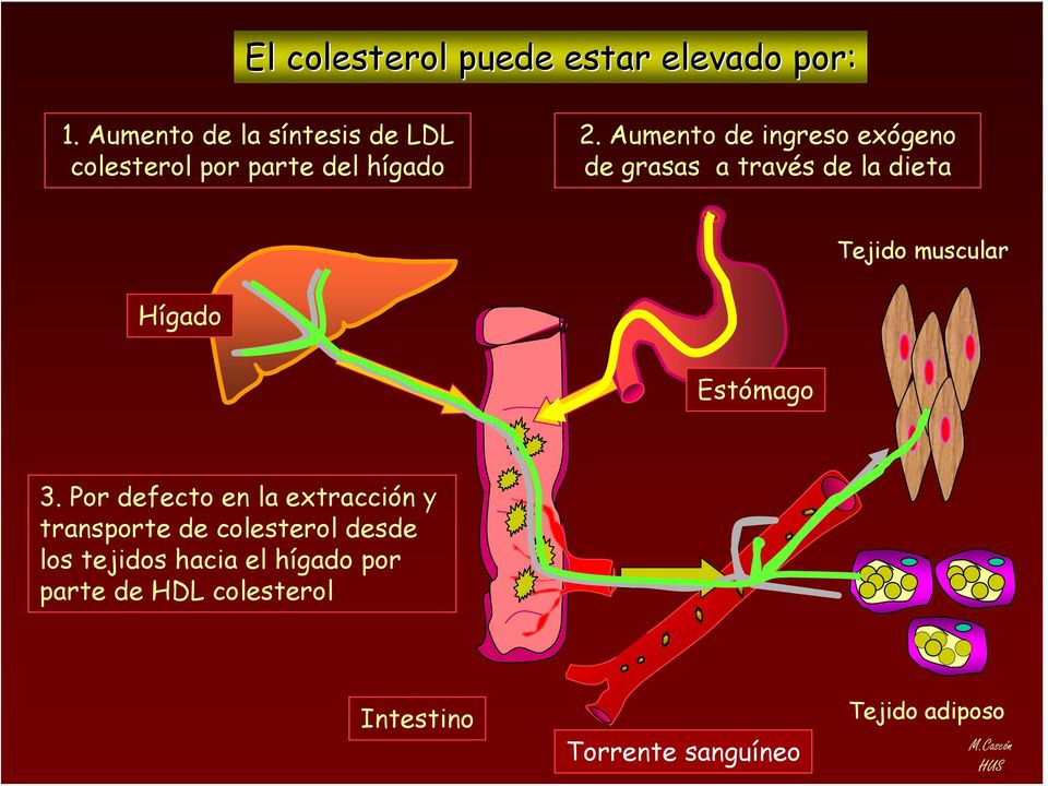 Aumento de ingreso exógeno de grasas a través de la dieta Tejido muscular Hígado Estómago