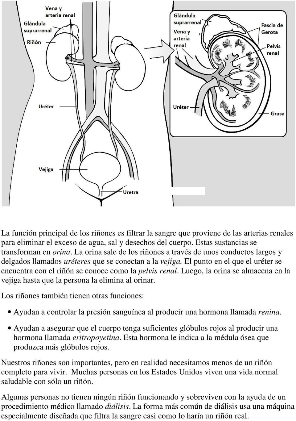 El punto en el que el uréter se encuentra con el riñón se conoce como la pelvis renal. Luego, la orina se almacena en la vejiga hasta que la persona la elimina al orinar.
