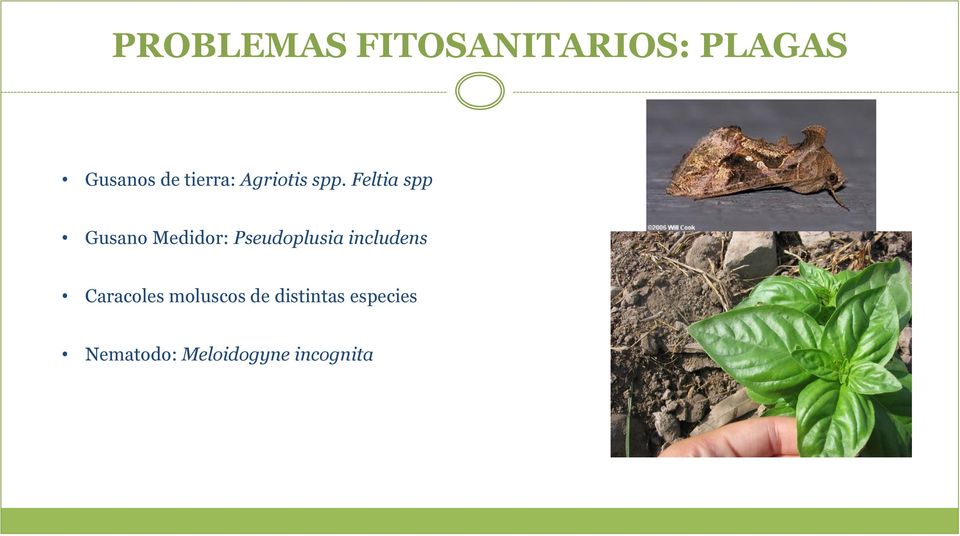 Feltia spp Gusano Medidor: Pseudoplusia
