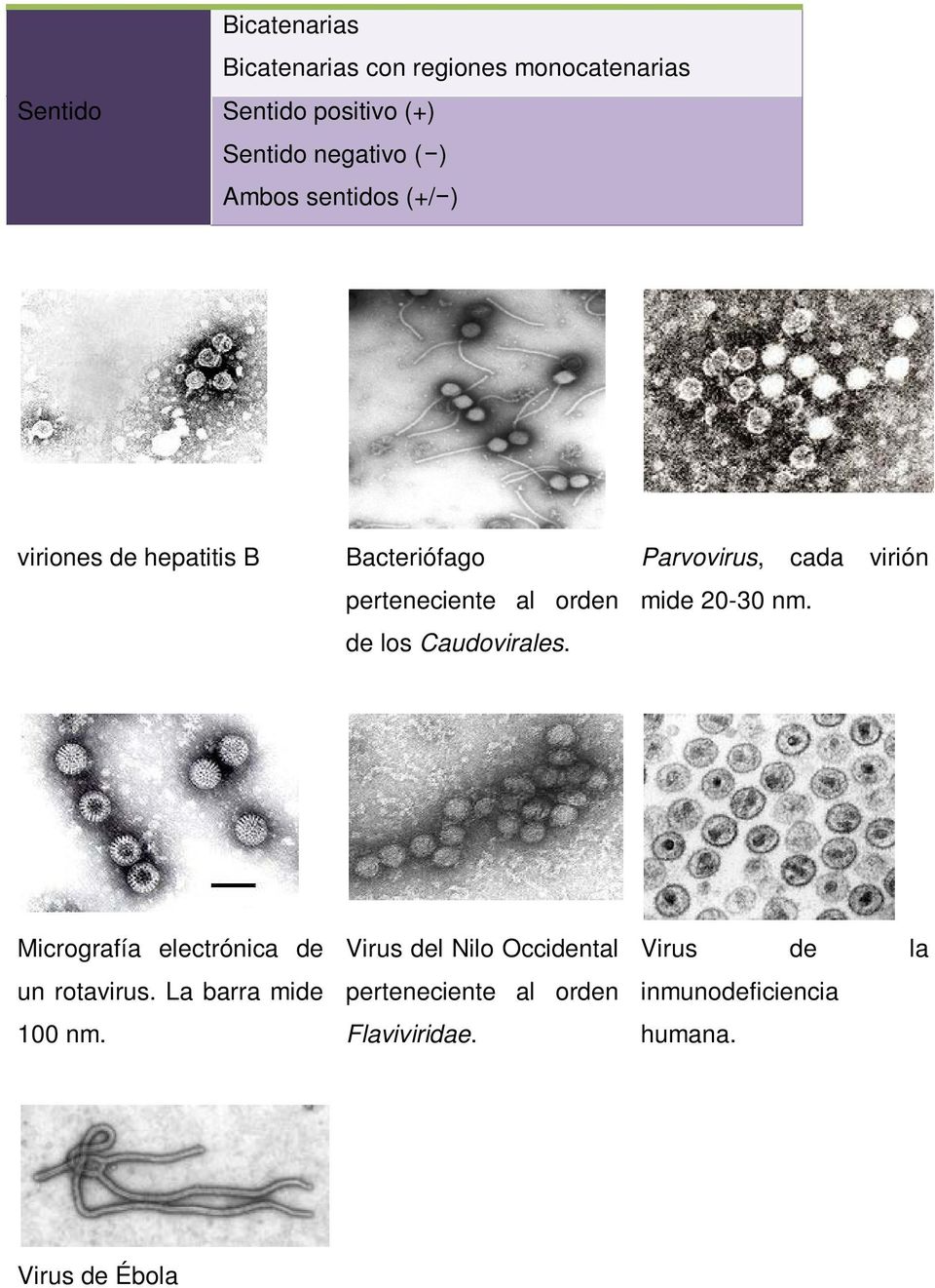 Parvovirus, cada virión mide 20-30 nm. Micrografía electrónica de un rotavirus. La barra mide 100 nm.