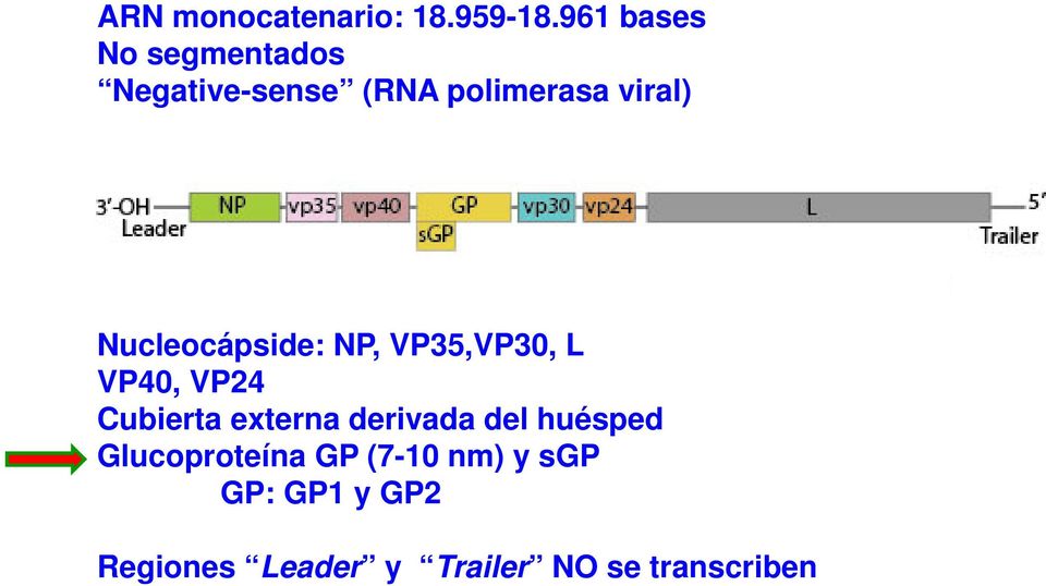 Nucleocápside: NP, VP35,VP30, L VP40, VP24 Cubierta externa