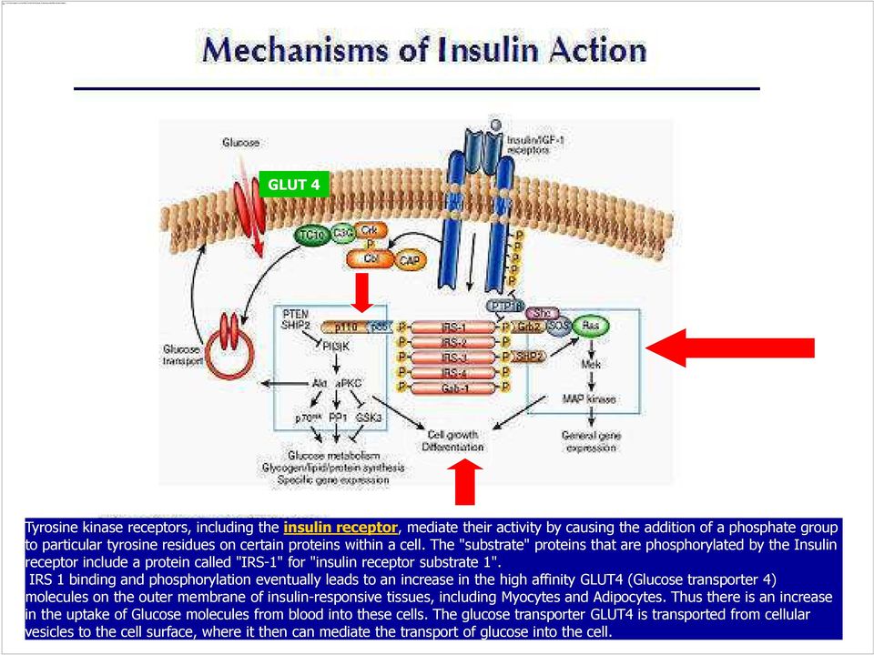 a cell. The "substrate" proteins that are phosphorylated by the Insulin receptor include a protein called "IRS-1" for "insulin receptor substrate 1".