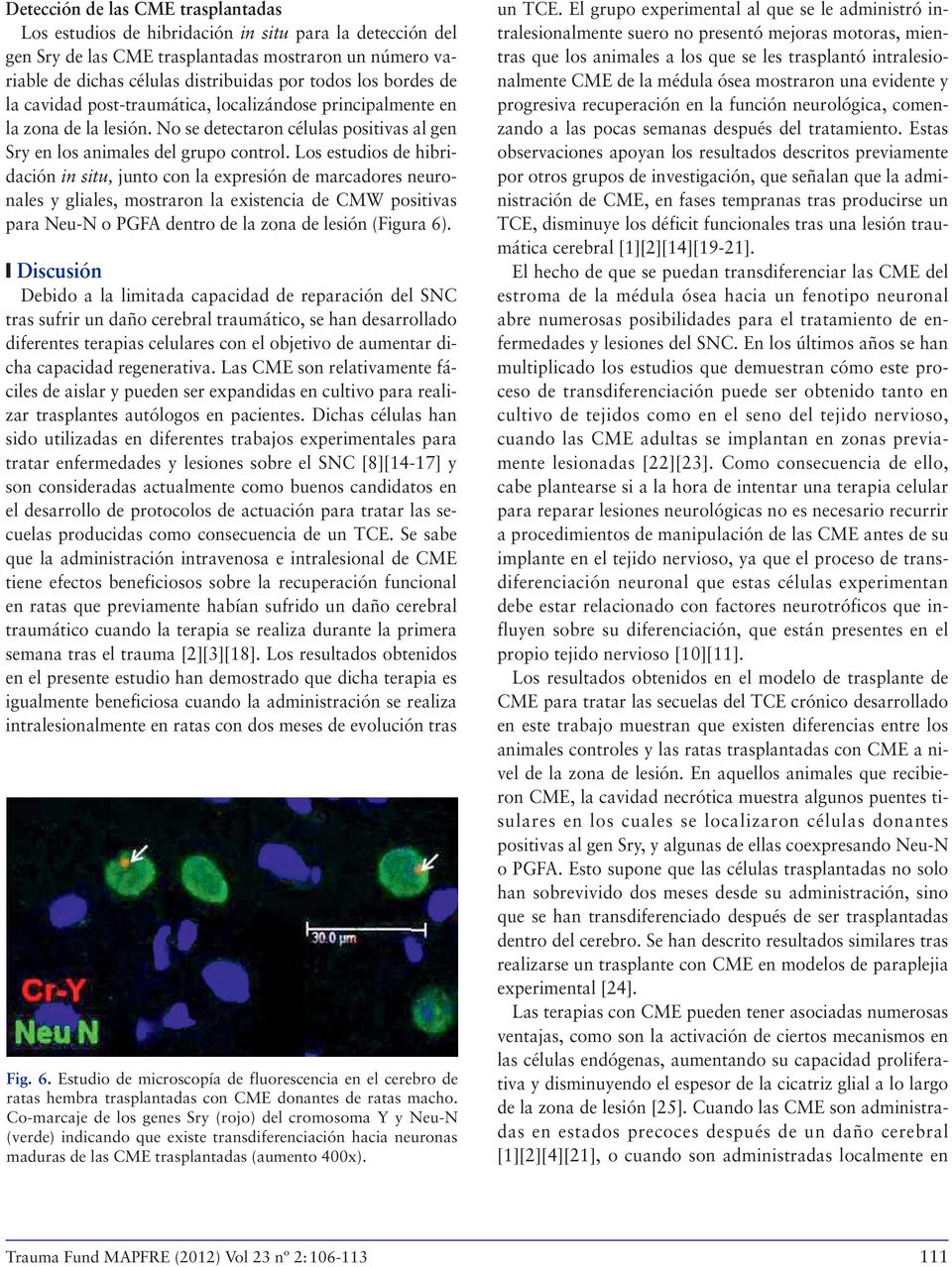 Los estudios de hibridación in situ, junto con la expresión de marcadores neuronales y gliales, mostraron la existencia de CMW positivas para Neu-N o PGFA dentro de la zona de lesión (Figura 6).