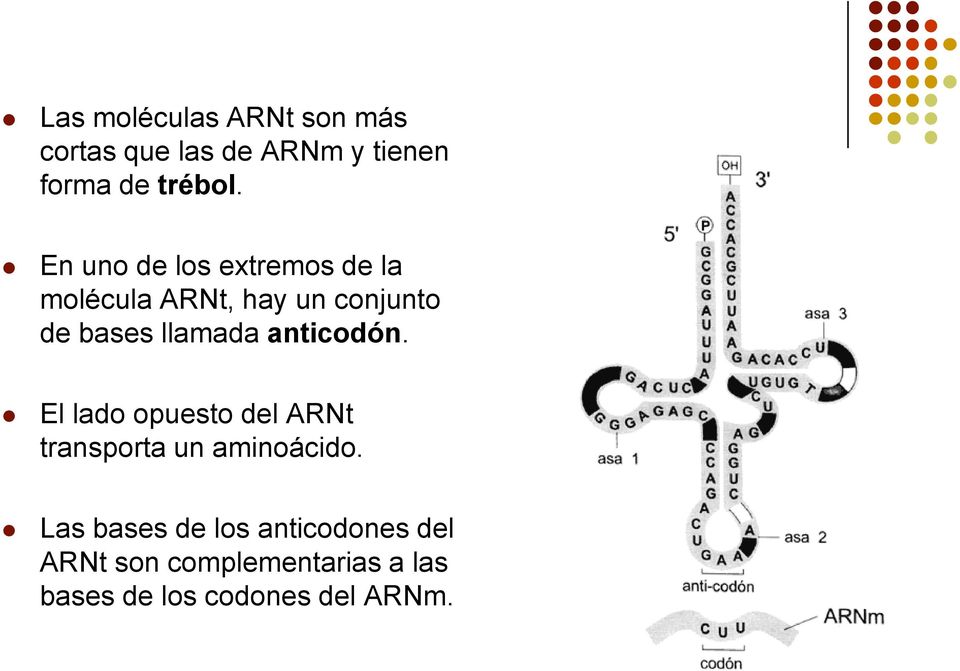 anticodón. El lado opuesto del ARNt transporta un aminoácido.