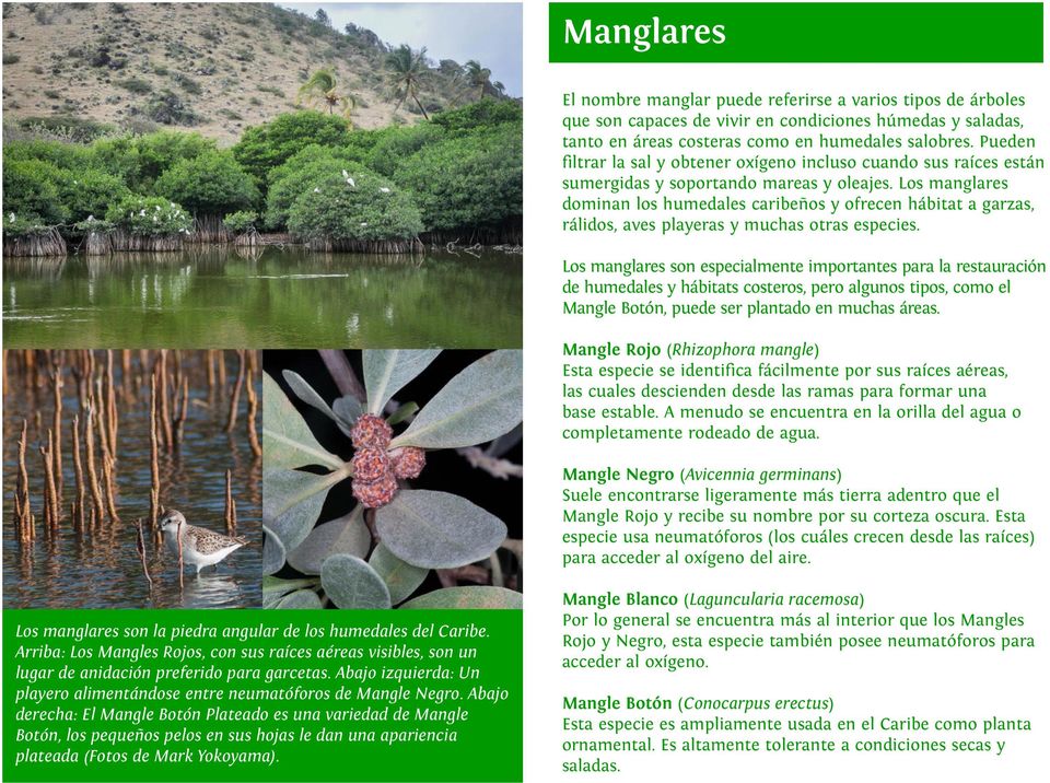 Los manglares dominan los humedales caribeños y ofrecen hábitat a garzas, rálidos, aves playeras y muchas otras especies.