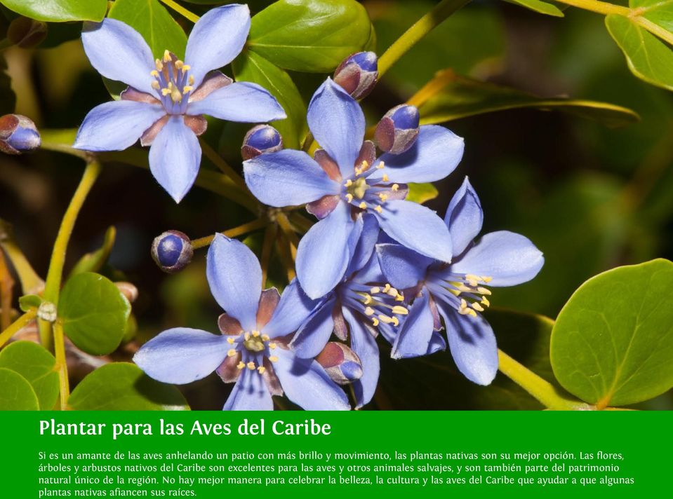 Las flores, árboles y arbustos nativos del Caribe son excelentes para las aves y otros animales salvajes, y son
