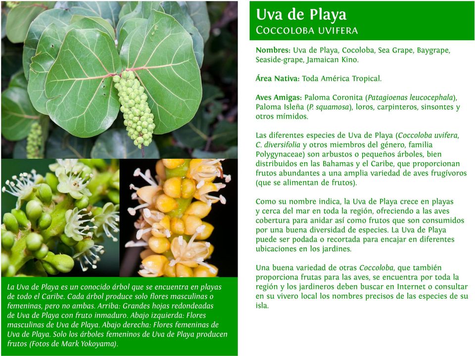 diversifolia y otros miembros del género, familia Polygynaceae) son arbustos o pequeños árboles, bien distribuidos en las Bahamas y el Caribe, que proporcionan frutos abundantes a una amplia variedad