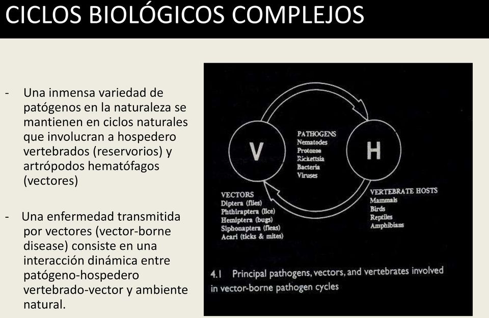 artrópodos hematófagos (vectores) - Una enfermedad transmitida por vectores (vector-borne
