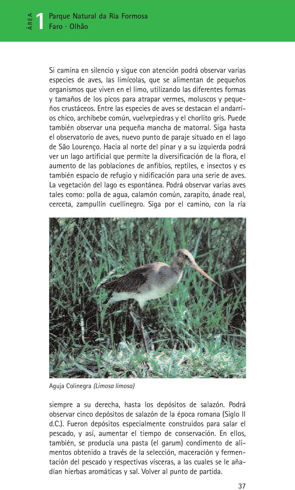 Puede también observar una pequeña mancha de matorral. Siga hasta el observatorio de aves, nuevo punto de paraje situado en el lago de São Lourenço.