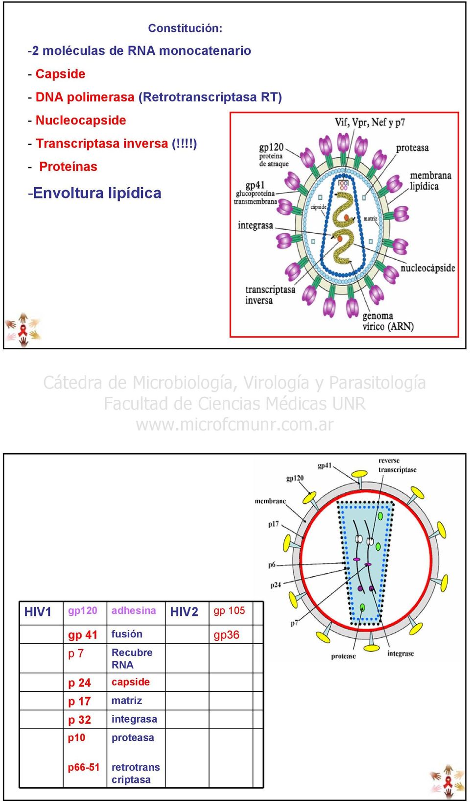 !!!) - Proteínas -Envoltura lipídica HIV1 gp120 adhesina HIV2 gp 105 gp 41