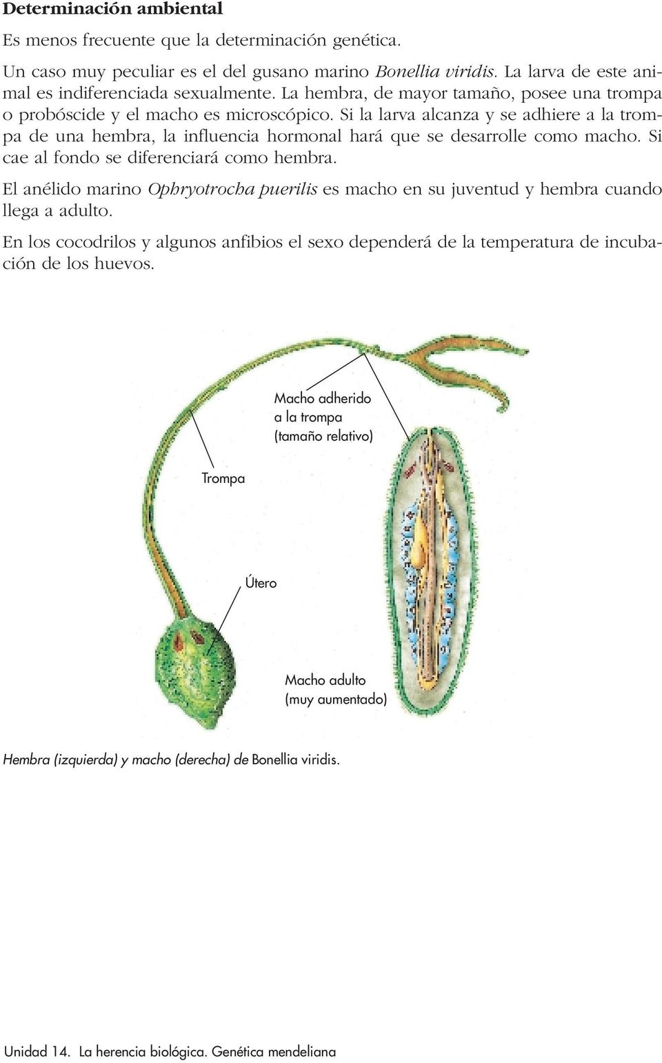 Si la larva alcanza y se adhiere a la trompa de una hembra, la influencia hormonal hará que se desarrolle como macho. Si cae al fondo se diferenciará como hembra.