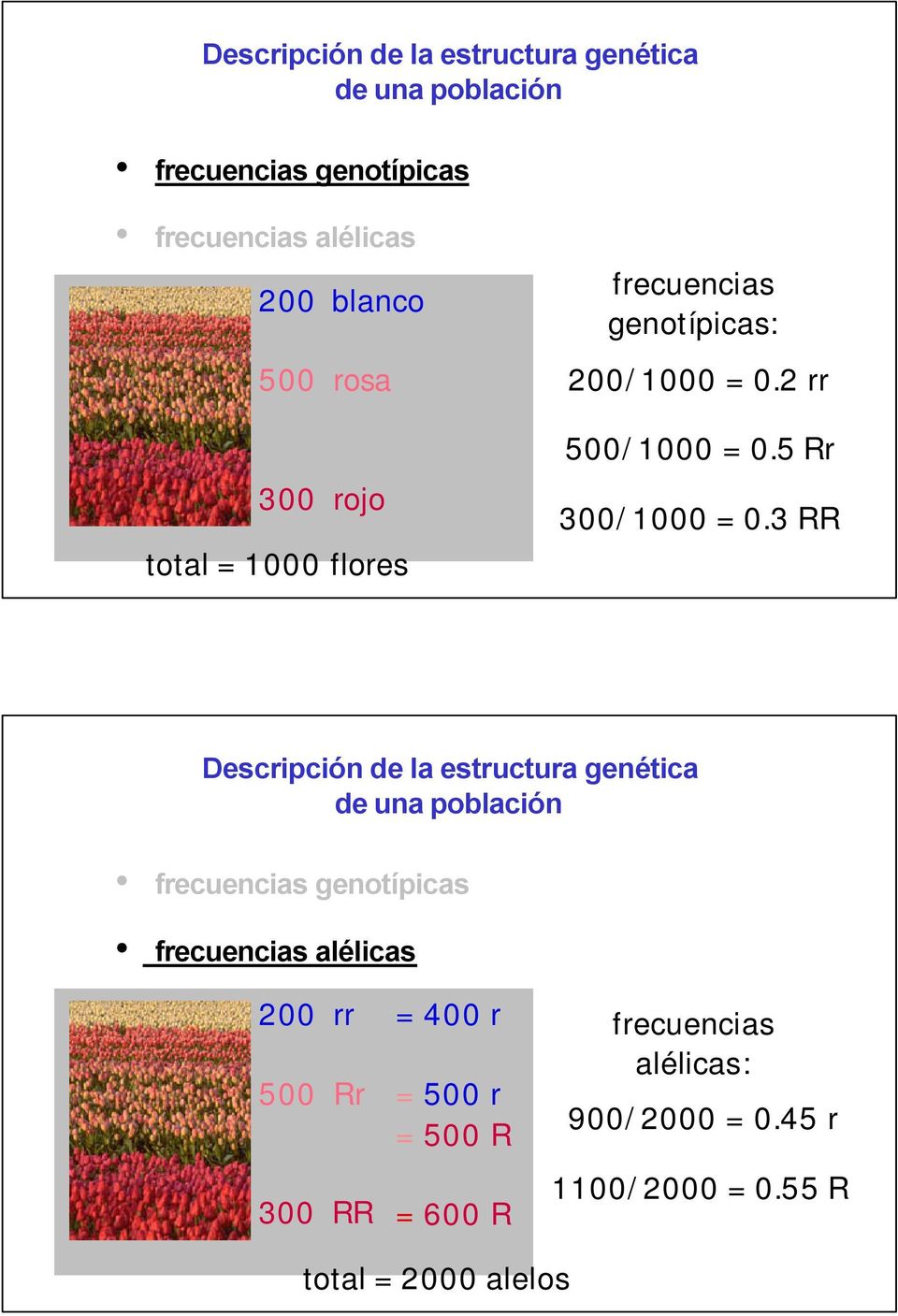 3 RR Descripción de la estructura genética de una población frecuencias genotípicas frecuencias alélicas 200 rr