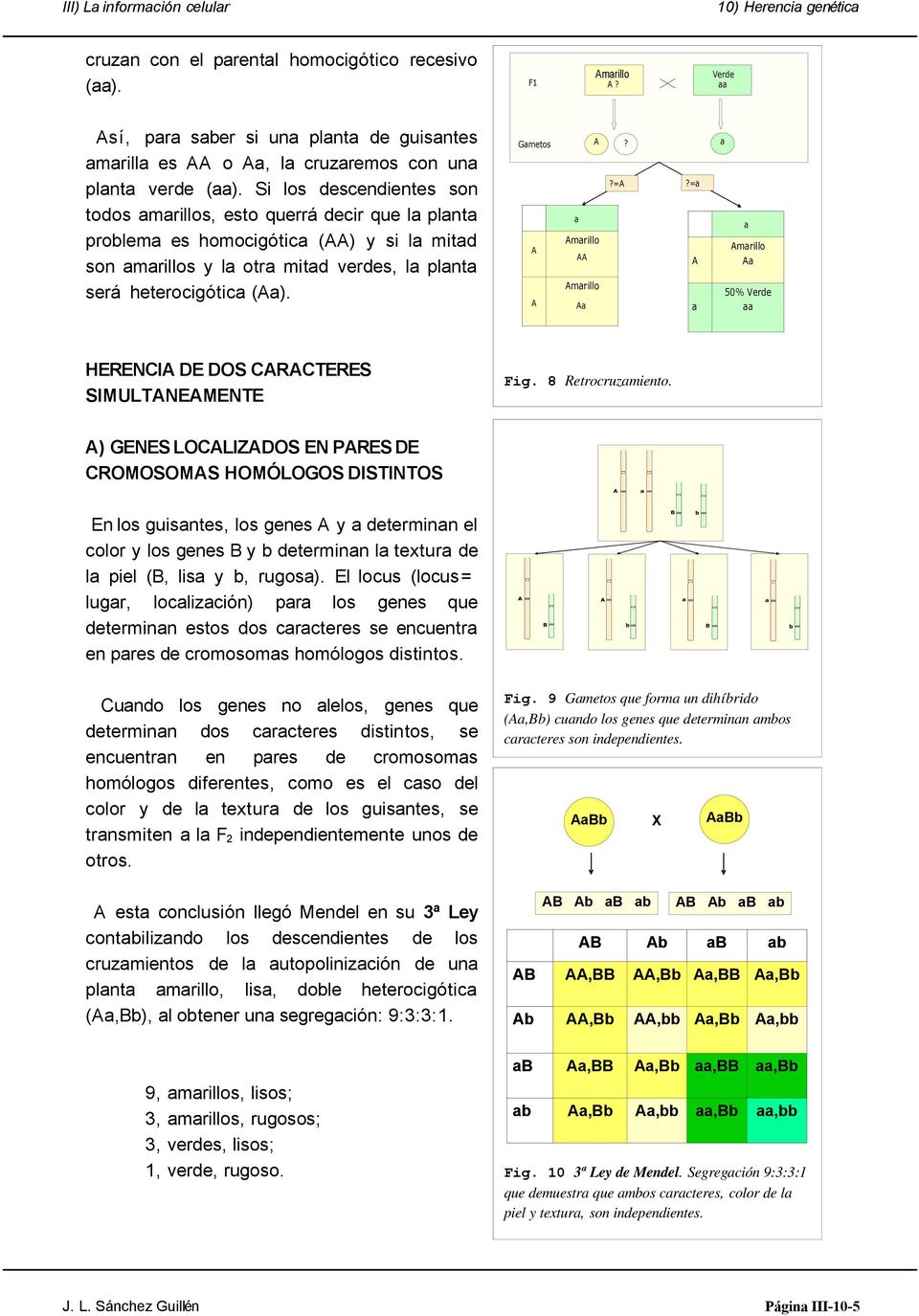 ?= mrillo 50% Verde HERENCI DE DOS CRCTERES SIMULTNEMENTE Fig. 8 Retrocruzmiento.