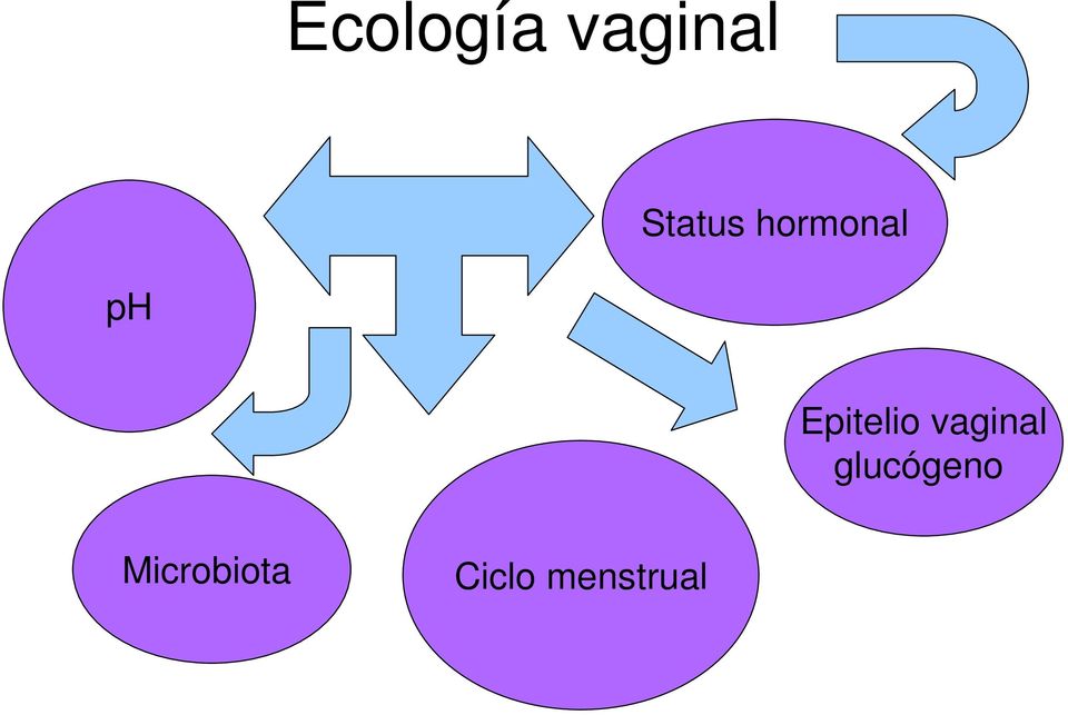 Epitelio vaginal