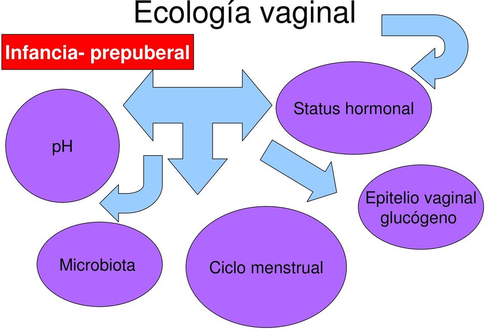 hormonal Epitelio vaginal