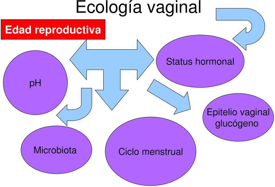 Epitelio vaginal glucógeno