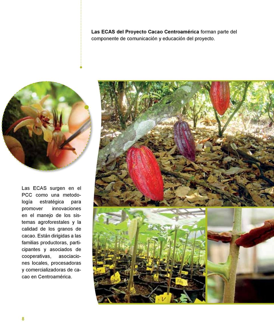 sistemas agroforestales y la calidad de los granos de cacao.