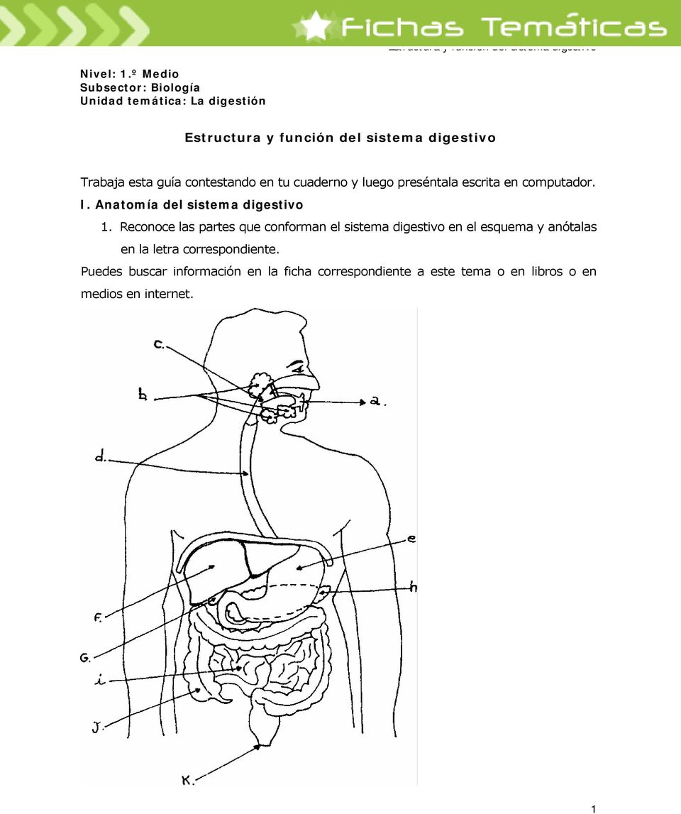 preséntala escrita en computador. I. Anatomía del sistema digestivo 1.