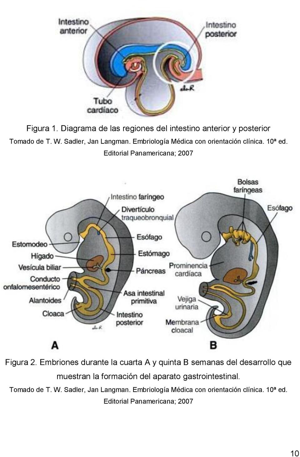 Embriones durante la cuarta A y quinta B semanas del desarrollo que muestran la formación del aparato