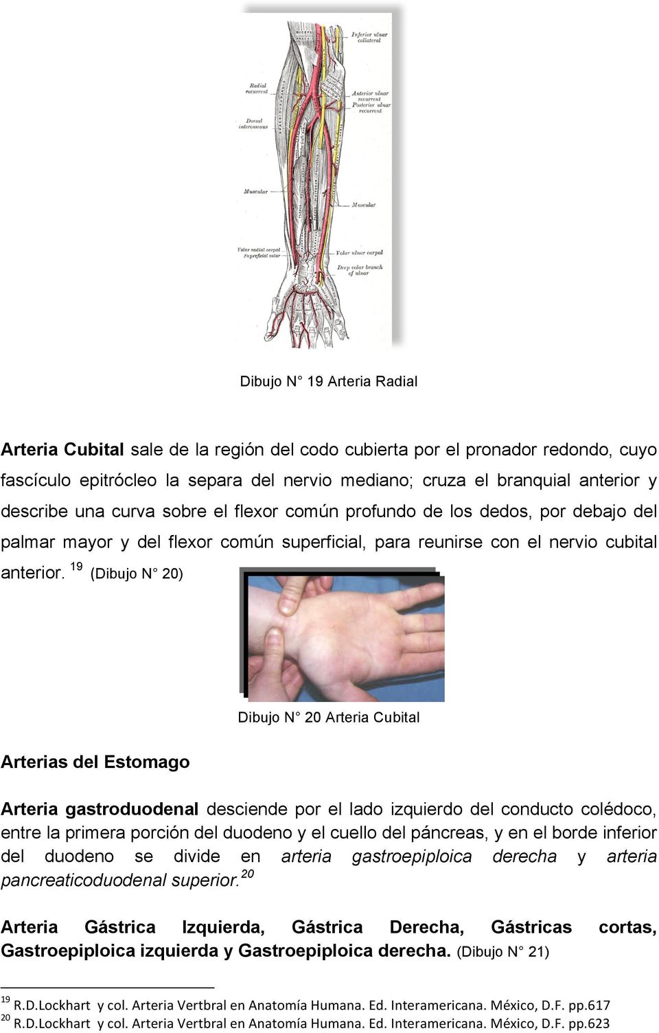 19 (Dibujo N 20) Dibujo N 20 Arteria Cubital Arterias del Estomago Arteria gastroduodenal desciende por el lado izquierdo del conducto colédoco, entre la primera porción del duodeno y el cuello del